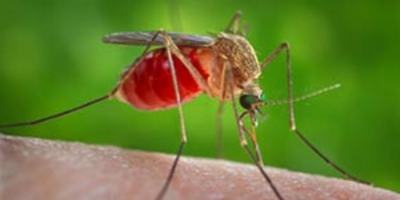 west nile